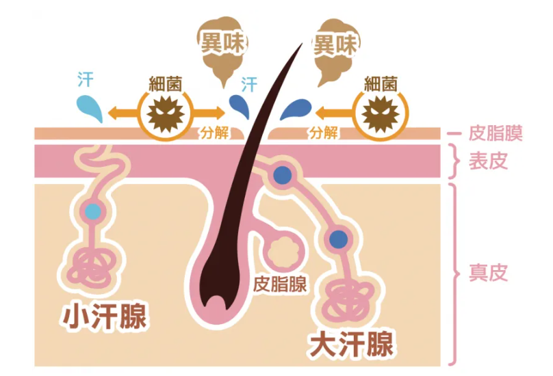 产生狐臭的原因都有什么